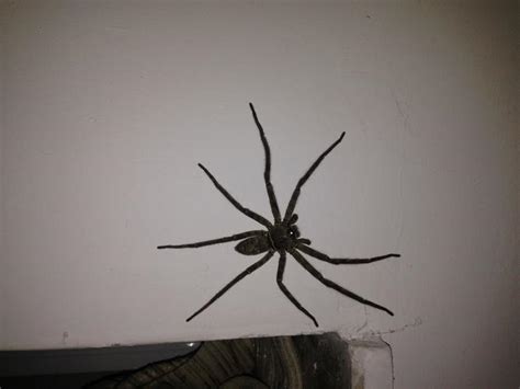 家裡有大蜘蛛代表什麼 秉 部首